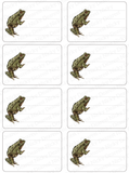 Frog Mailing Address Labels <br> Set of 16